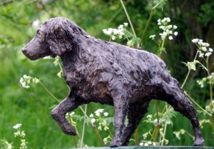 belgian spaniel