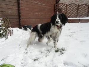 belgian spaniel real