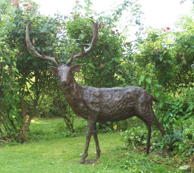 Fallow Deer