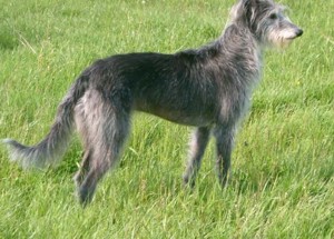 lurcher real