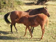 mare and foal