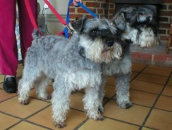 schnauzers (real)